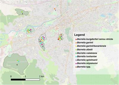 High Diversity, Prevalence, and Co-infection Rates of Tick-Borne Pathogens in Ticks and Wildlife Hosts in an Urban Area in Romania